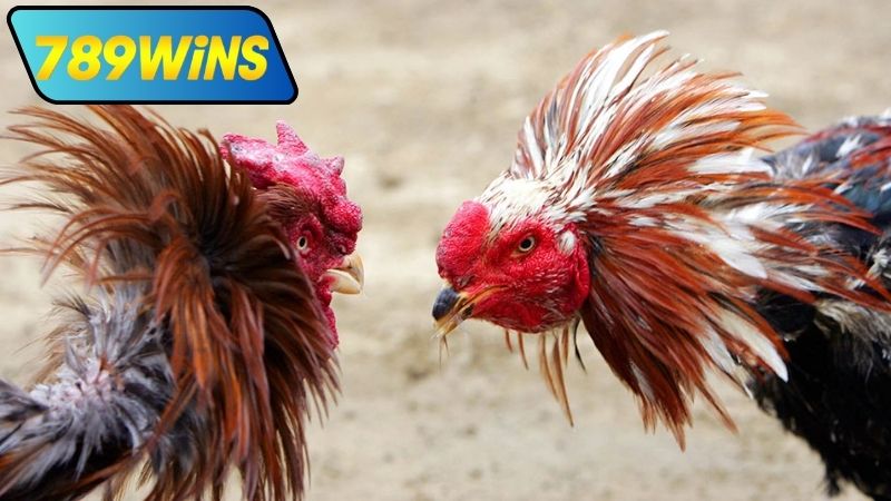 Kinh nghiệm đặt cược đá gà bồ trực tiếp