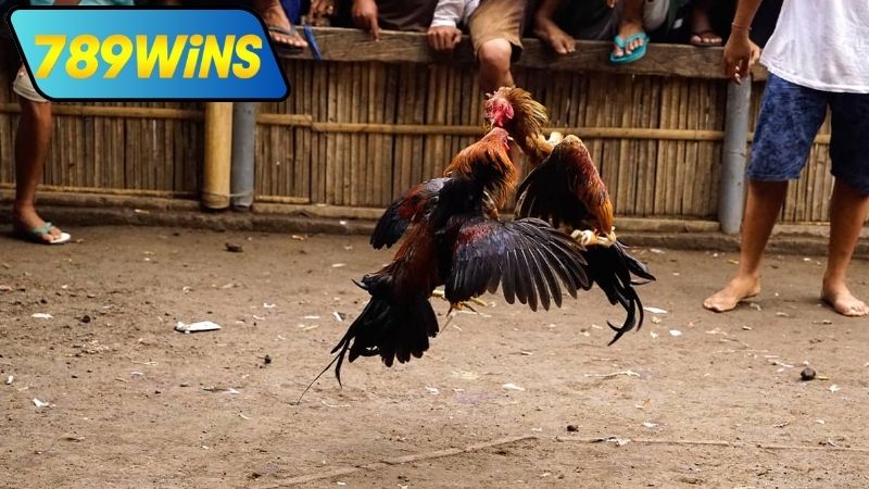 Cách tham gia đá gà cựa sắt trực tiếp Thomo tại 789WIN