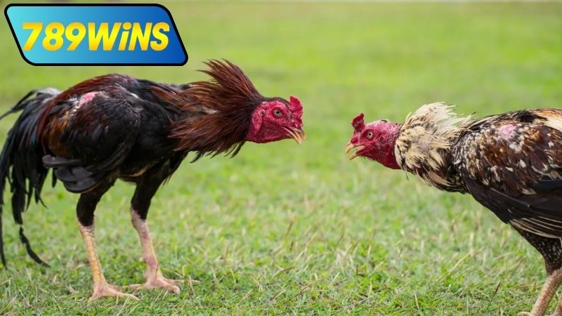 Đá gà cựa sắt trực tiếp Thomo