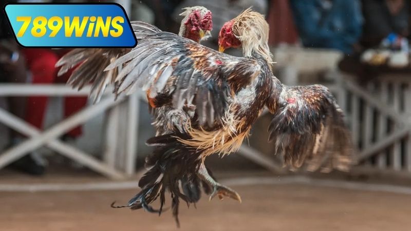 Cách truy cập đá gà Thomo 24 7 tại 789WIN